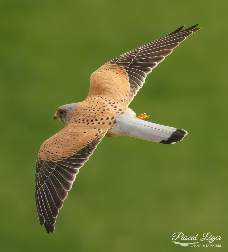 Faucon crécerelle par Pascal Léger photographe Chant de la nature