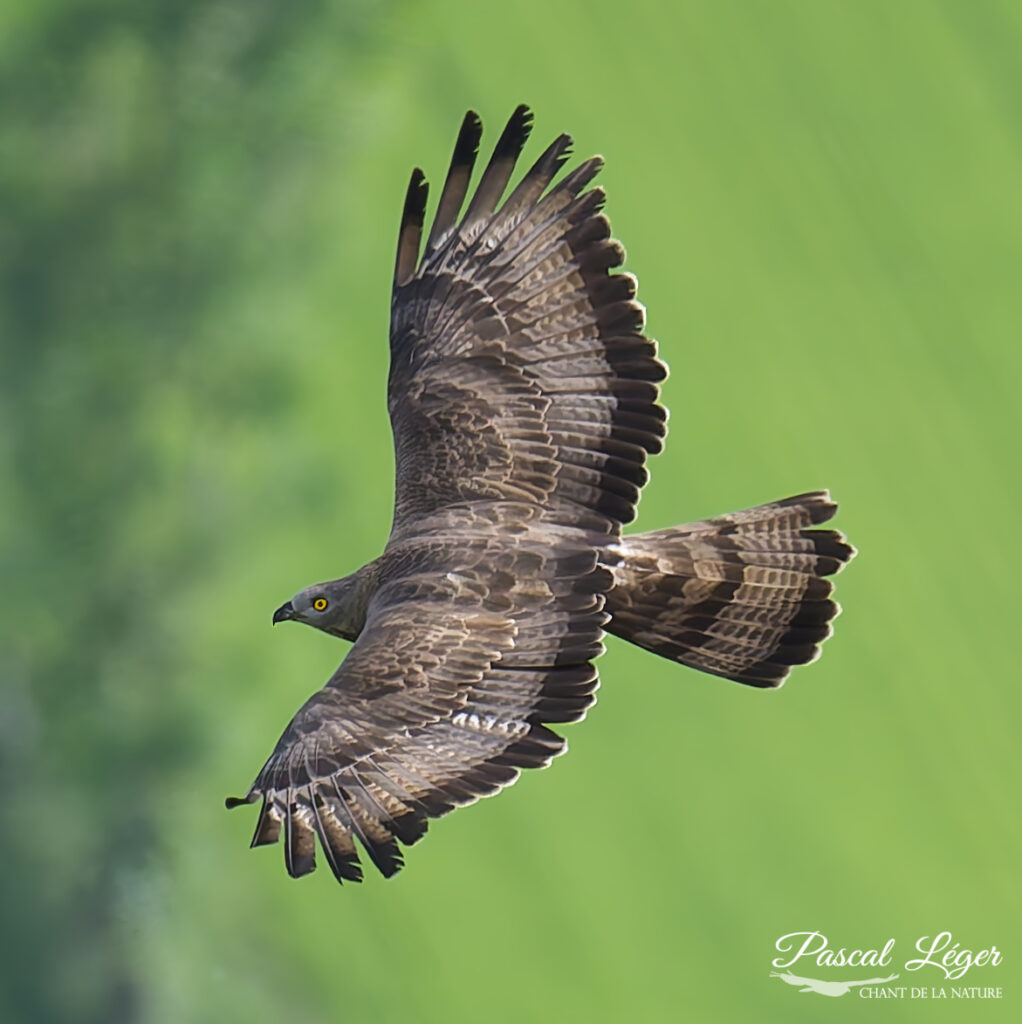 Bondrée Apivore par Pascal Léger photographe Chant de la nature