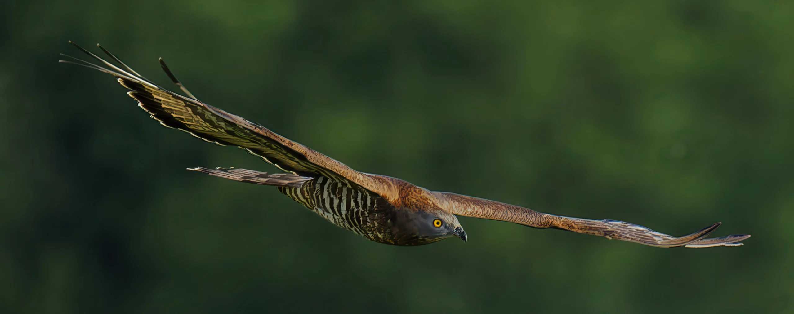 Bondrée Apivore par Pascal Léger photographe Chant de la nature