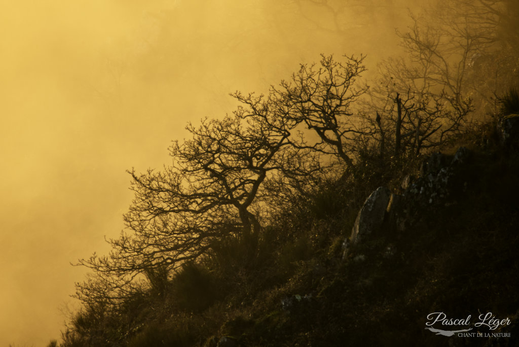 Arbre coucher du soleil par Pascal Léger photographe Chant de la nature