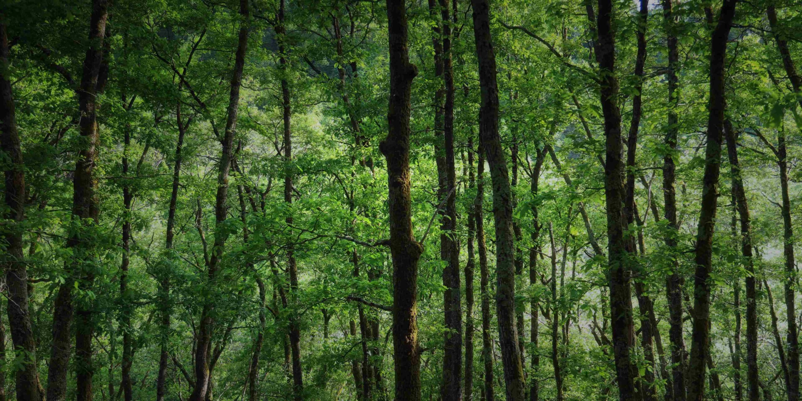 forêt par Pascal Léger photographe Chant de la nature