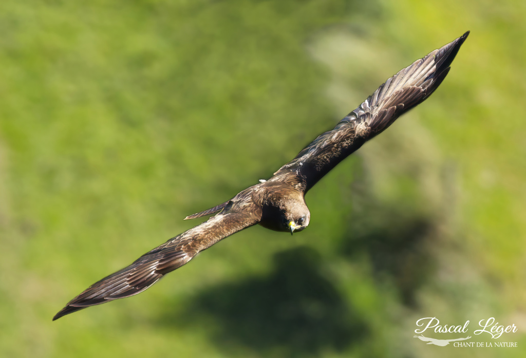 Buse variable par Pascal Léger photographe Chant de la nature
