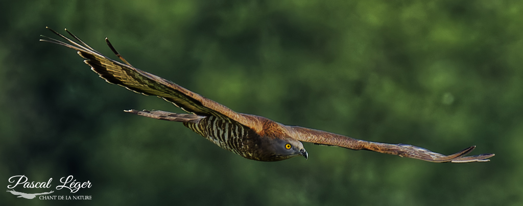 Bondrée apivore par Pascal Léger photographe Chant de la nature