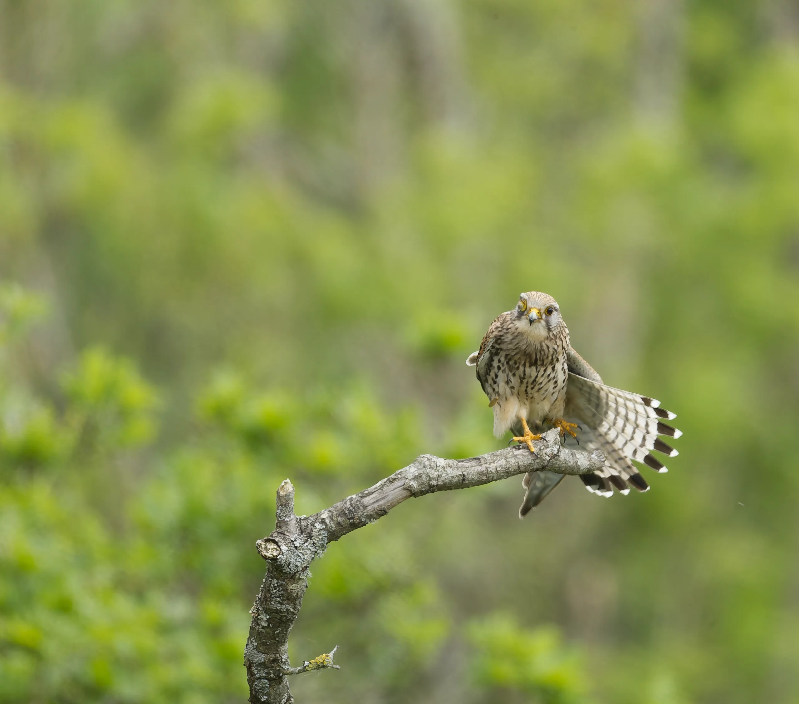 Faucon crécerelle Pascal Léger Photographe Chant de la nature
