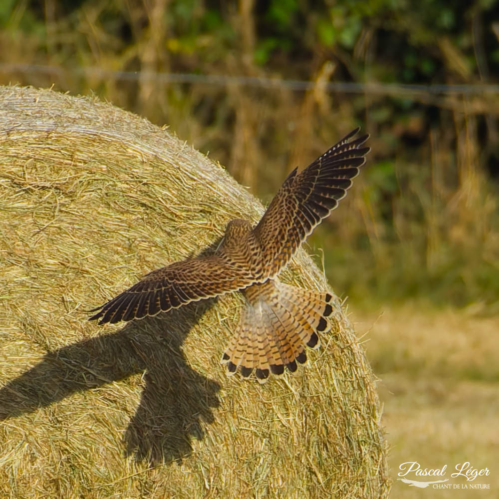 Faucon crécerelle par Pascal Léger photographe Chant de la nature