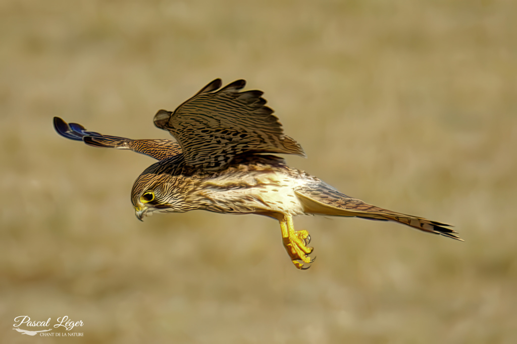 Faucon crécerelle par Pascal Léger photographe Chant de la nature