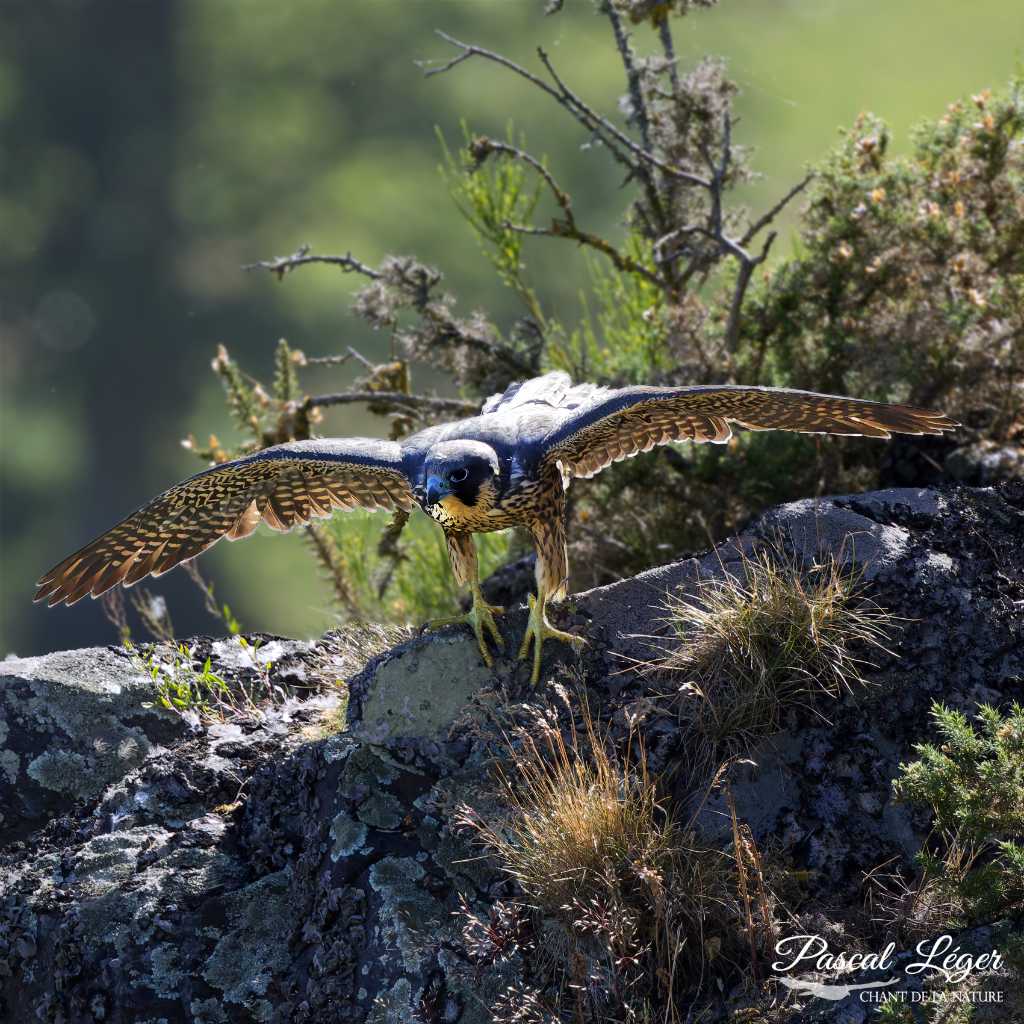 Faucon pèlerin par Pascal Léger photographe Chant de la nature