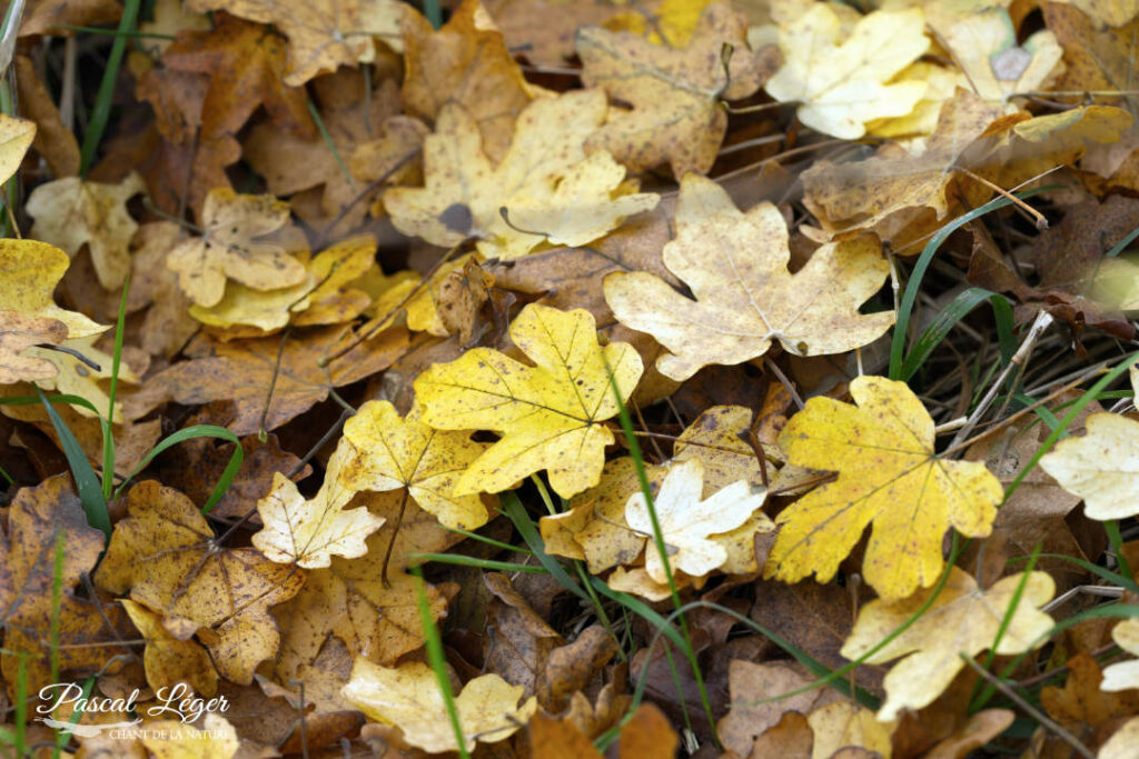 Feuilles d'automne Normande Pascal Léger Photographe Chant de la nature