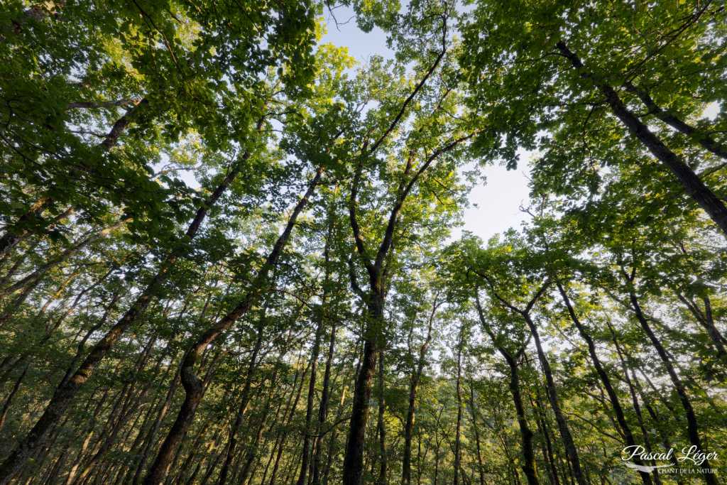 Forêt par Pascal Léger photographe Chant de la nature