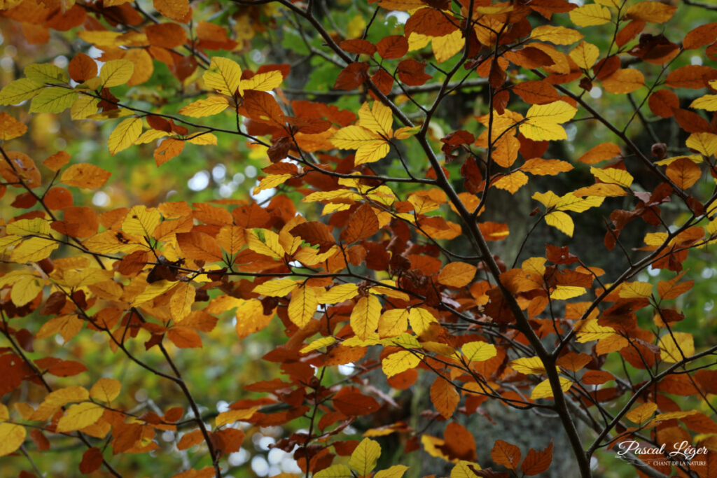 Feuilles automne par Pascal Léger photographe Chant de la nature