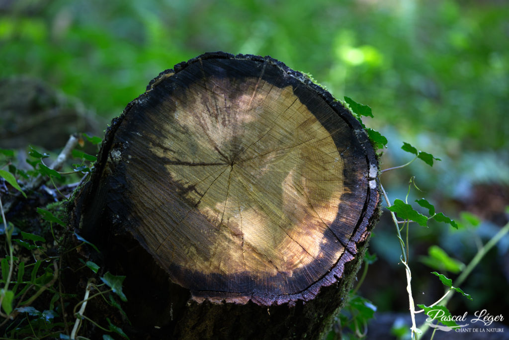 Arbre coupé par Pascal Léger photographe Chant de la nature