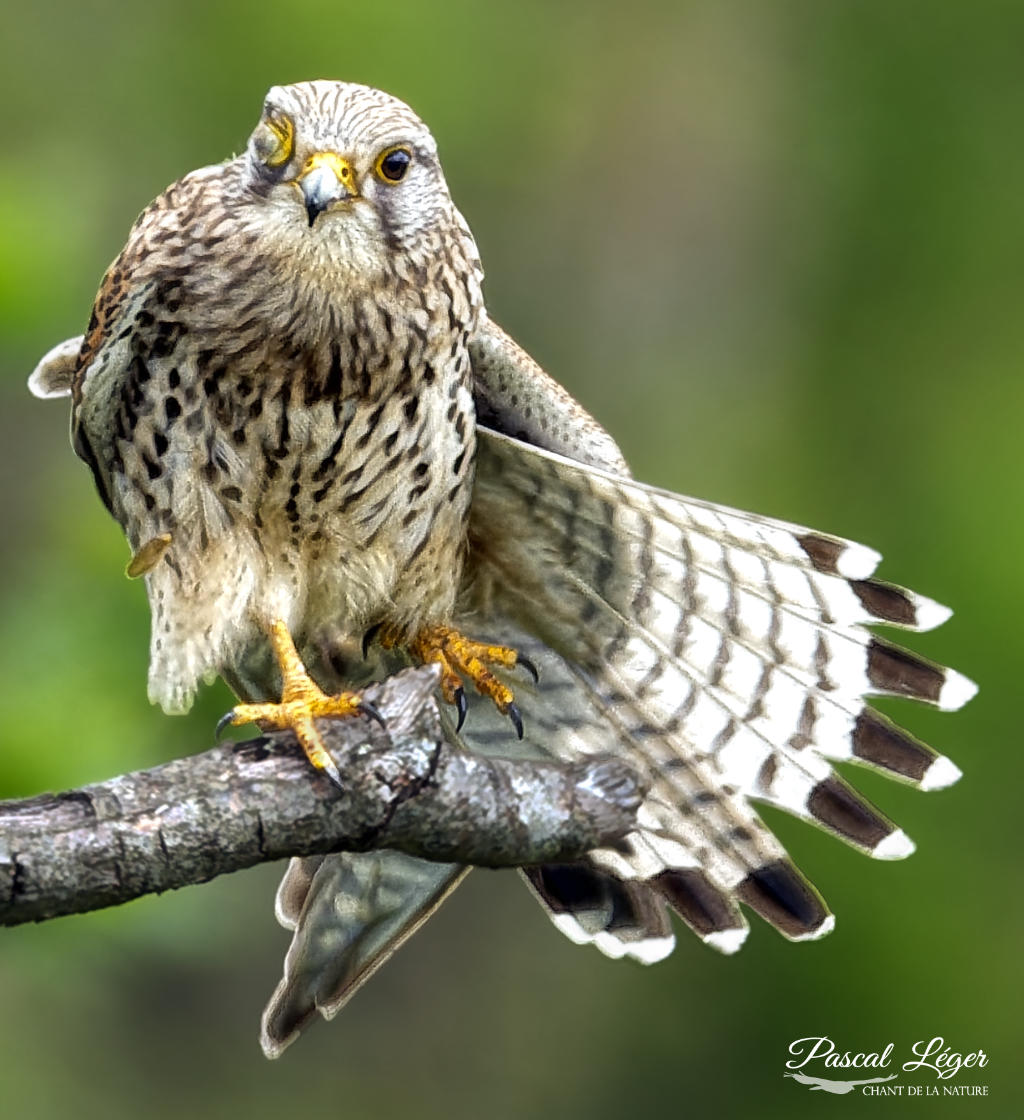 Faucon crécerelle par Pascal Léger photographe Chant de la nature