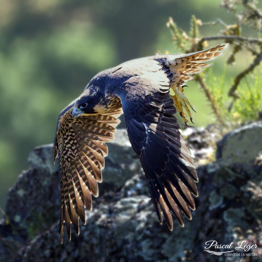 Faucon Pélerin par Pascal Léger photographe Chant de la nature