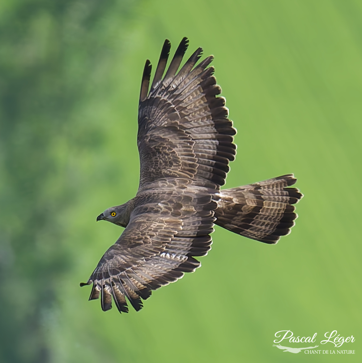 Bondrée Apivore par Pascal Léger photographe Chant de la nature