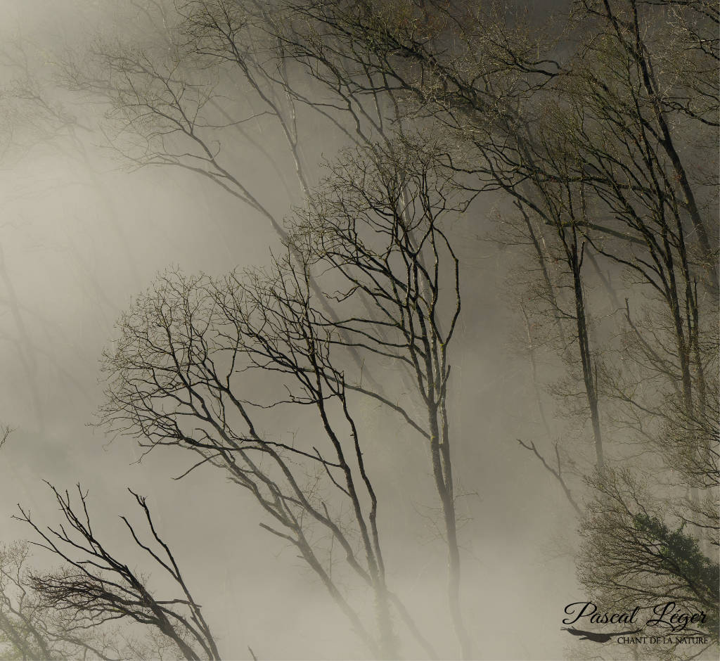 Forêt brume par Pascal Léger photographe Chant de la nature