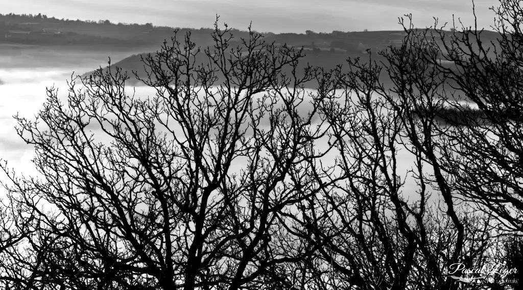 Falaise brume par Pascal Léger photographe Chant de la nature