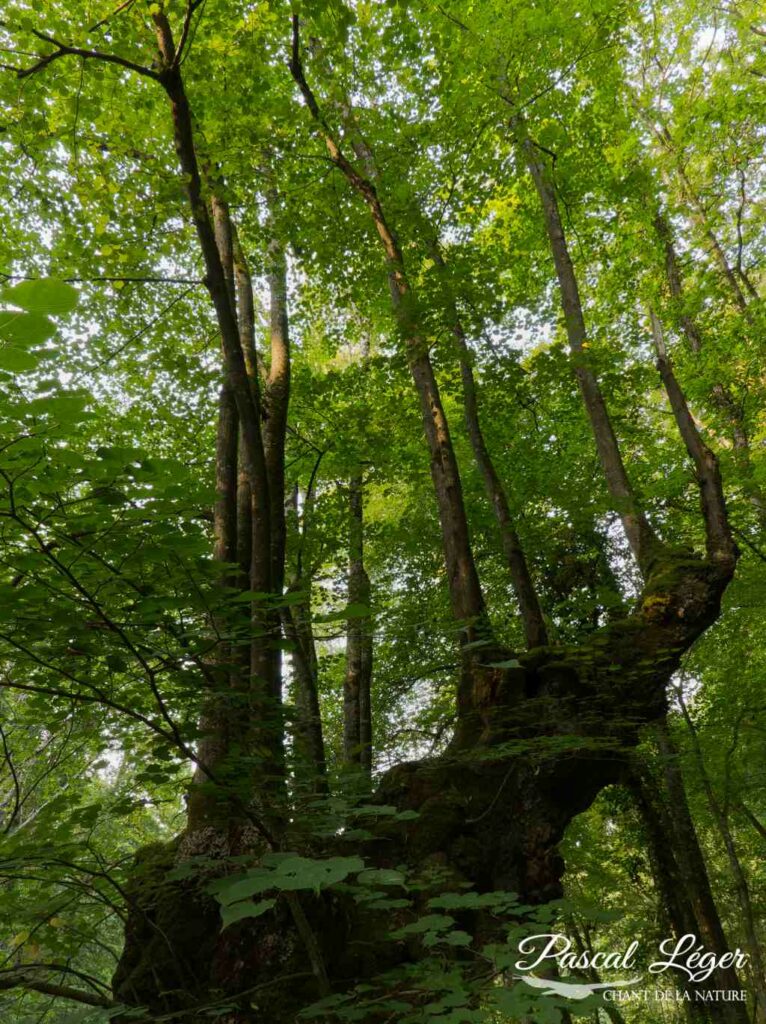 Arbre par Pascal Léger photographe Chant de la nature