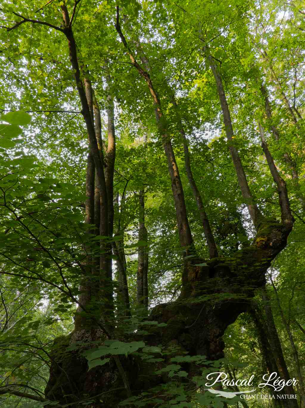 Arbre par Pascal Léger photographe Chant de la nature