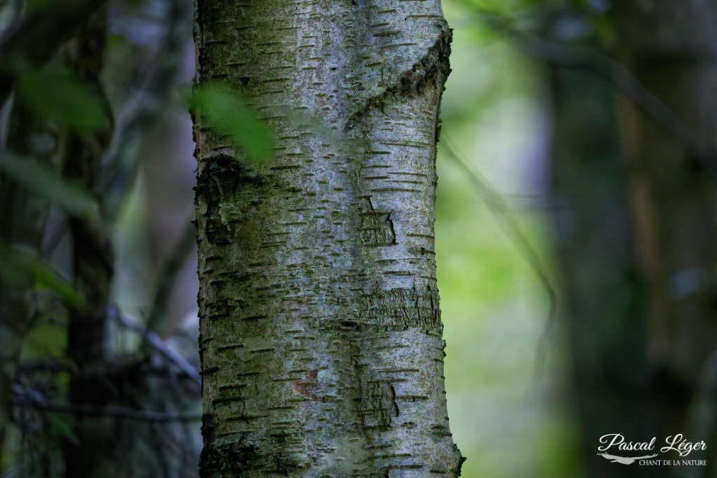 Arbre boulot par Pascal Léger photographe Chant de la nature