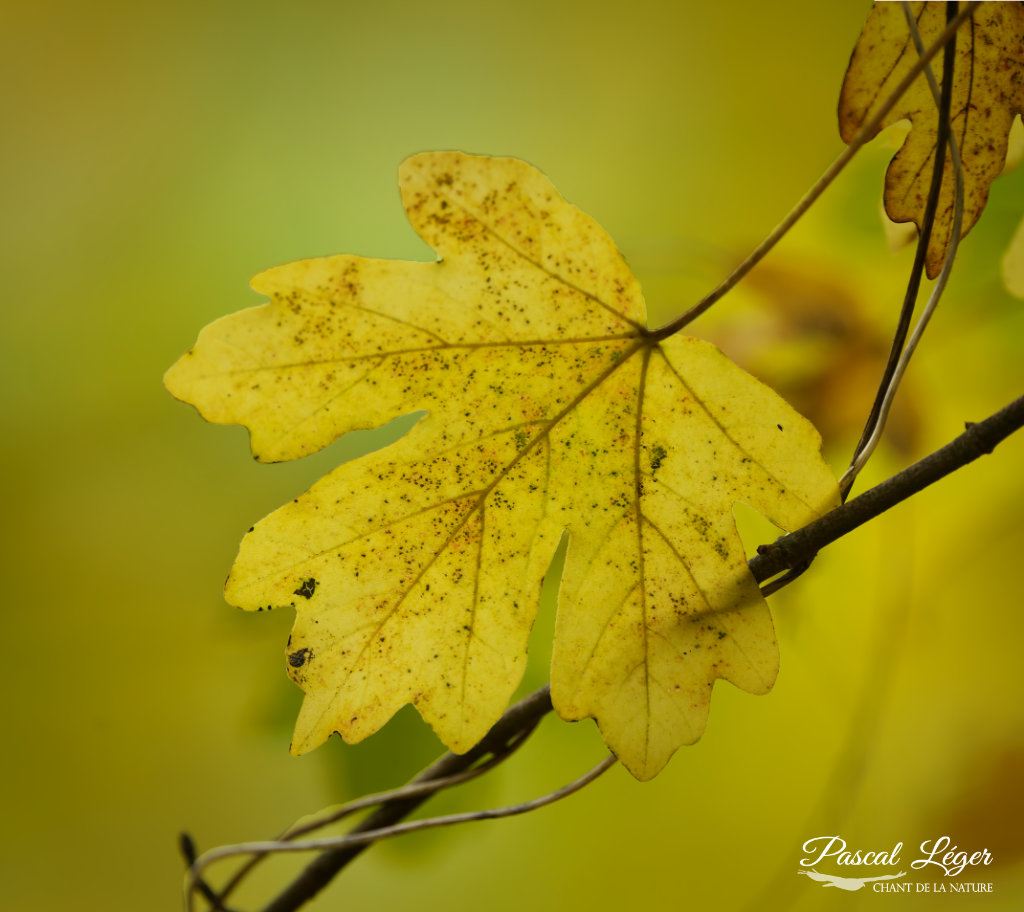 Feuille jaune par Pascal Léger photographe Chant de la nature