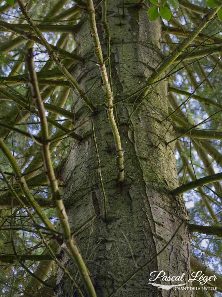 Tronc d'arbre par Pascal Léger photographe Chant de la nature