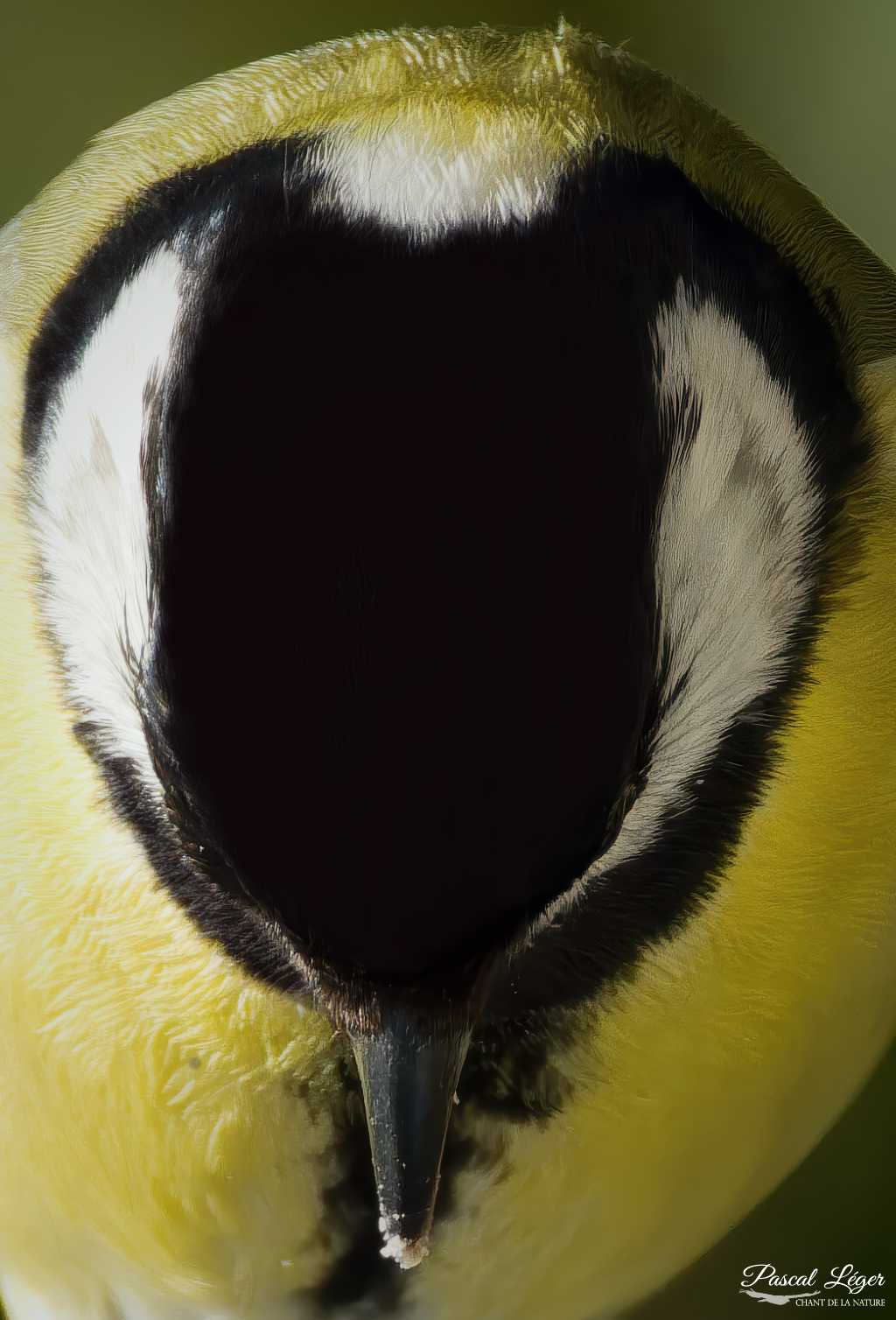 Mésange charbonnière par Pascal Léger photographe Chant de la nature