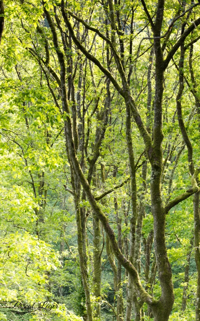 Forêt par Pascal Léger photographe Chant de la nature