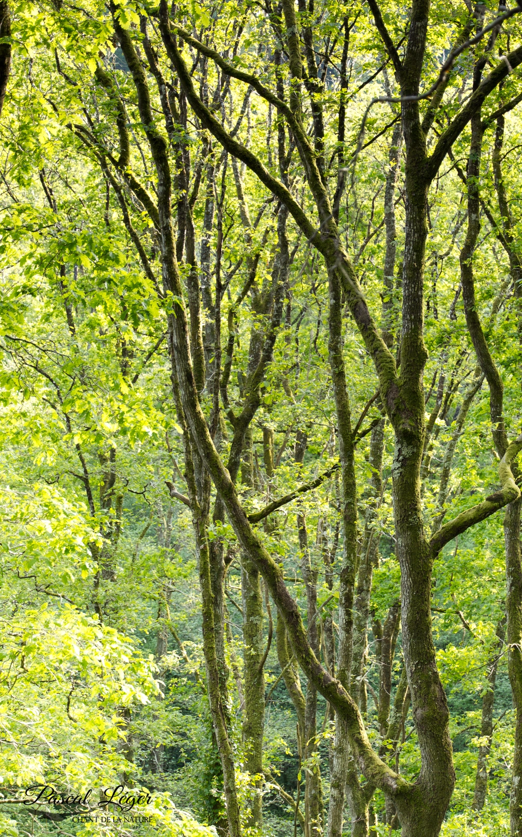 Forêt par Pascal Léger photographe Chant de la nature