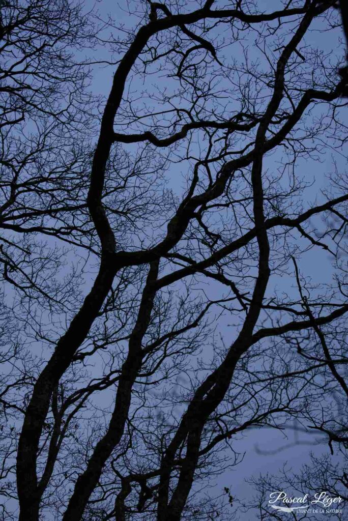 Arbres par Pascal Léger photographe Chant de la nature