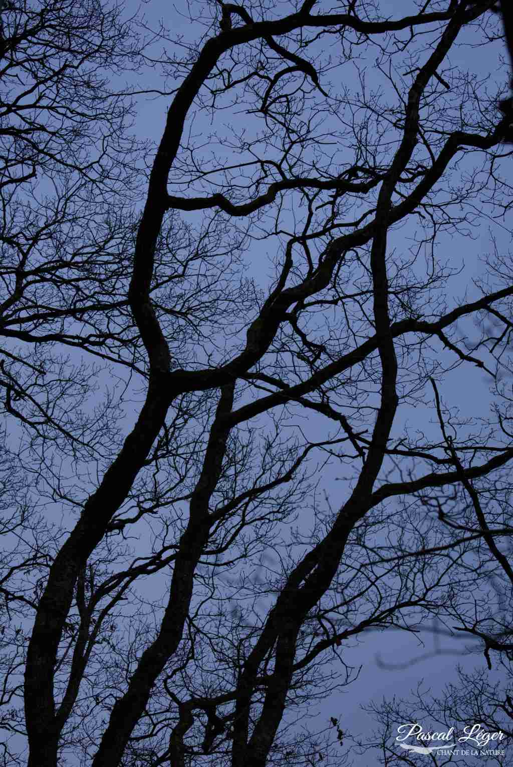 Arbres par Pascal Léger photographe Chant de la nature