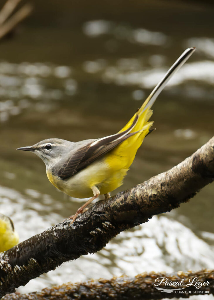 Bergeronnette par Pascal Léger photographe Chant de la nature