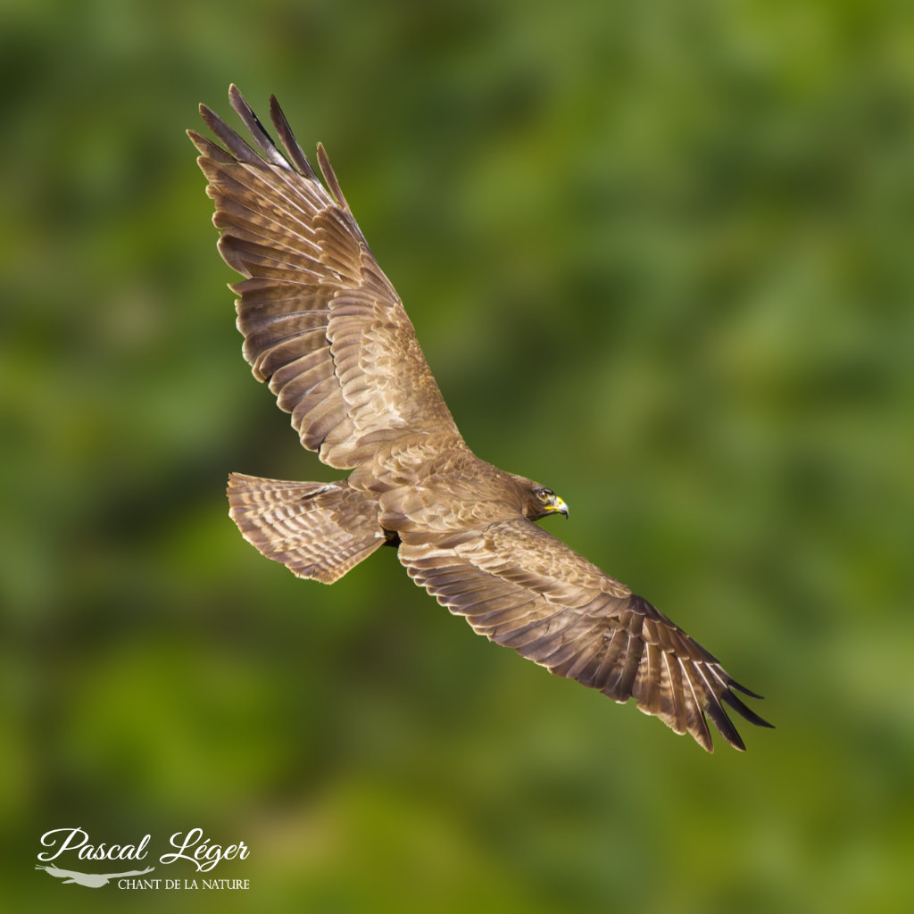 Buse variable Pascal Léger Photographe Chant de la nature