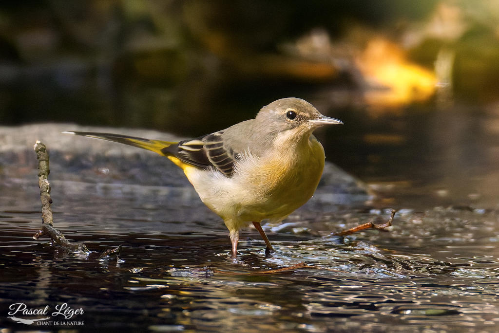 Bergeronnette des ruisseaux par Pascal Léger photographe Chant de la nature