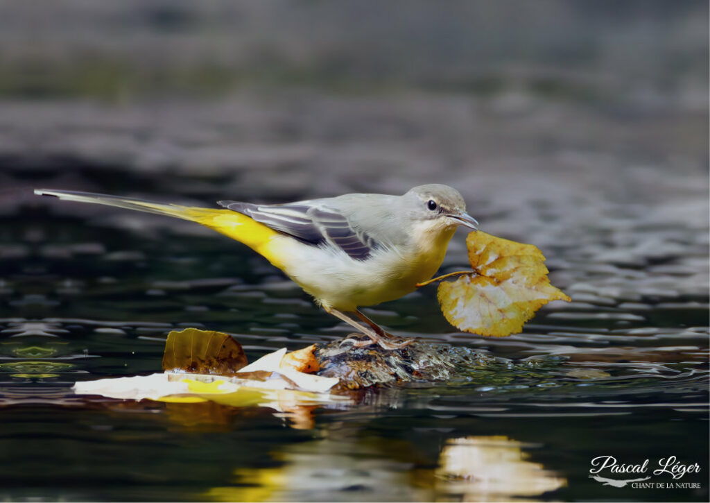 Bergeronnette par Pascal Léger photographe Chant de la nature