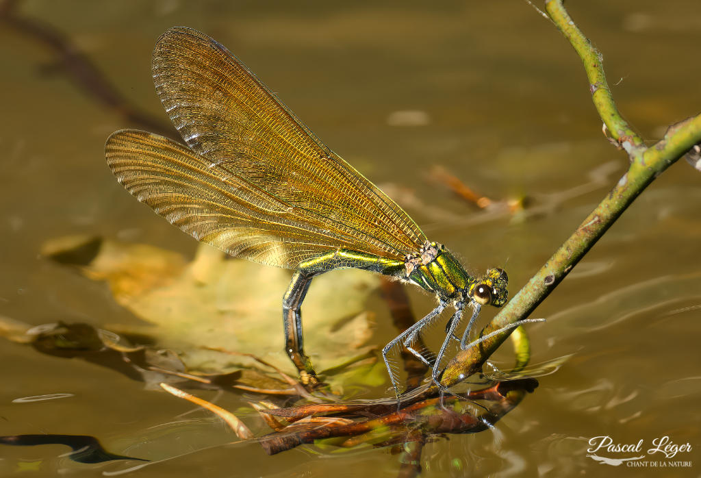 Demoiselle par Pascal Léger photographe Chant de la nature