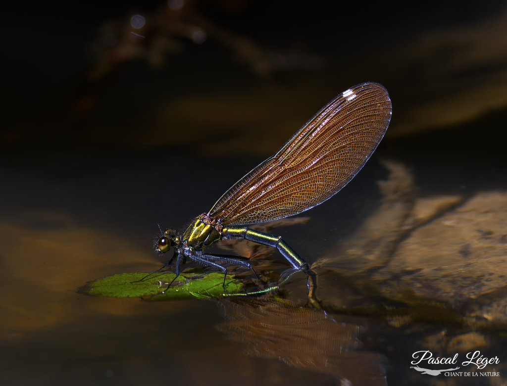 Demoiselle par Pascal Léger photographe Chant de la nature