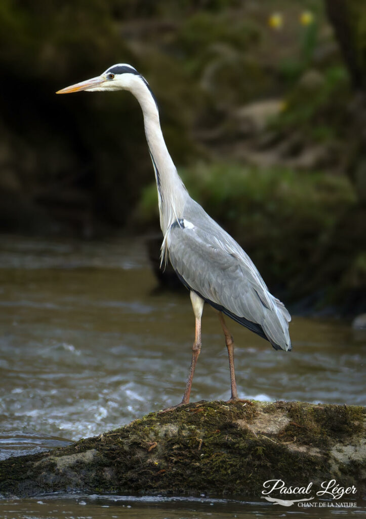 Héron cendré par Pascal Léger photographe Chant de la nature