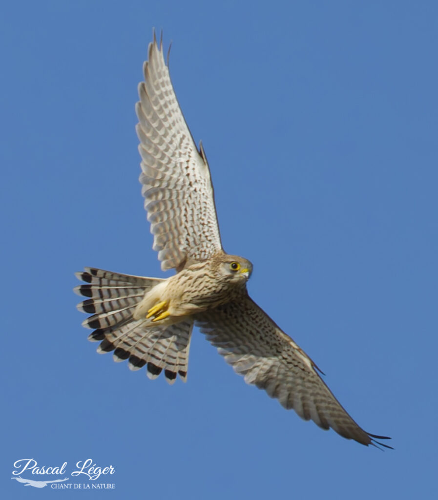 Faucon crécerelle par Pascal Léger photographe Chant de la nature