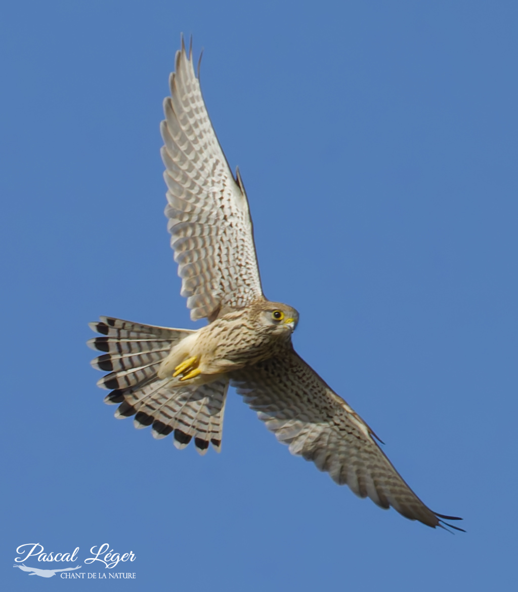 Faucon crécerelle par Pascal Léger photographe Chant de la nature